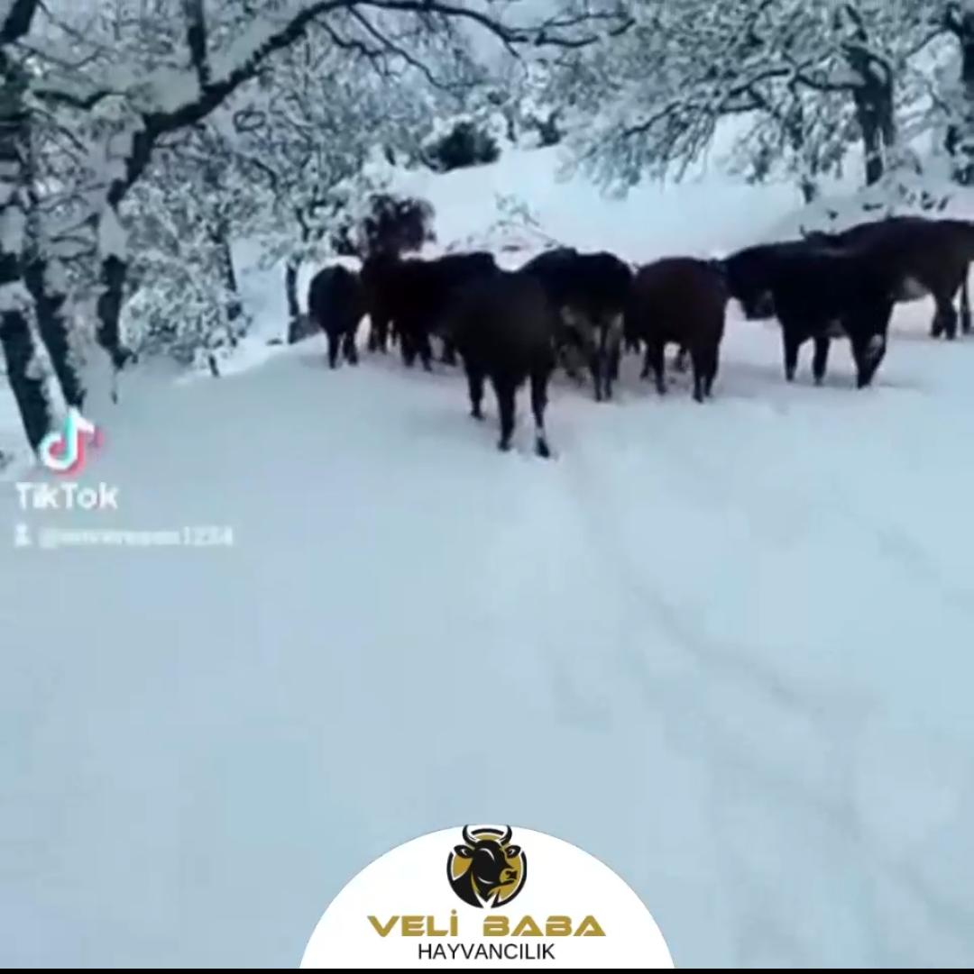 Veli Baba Çiftliği 